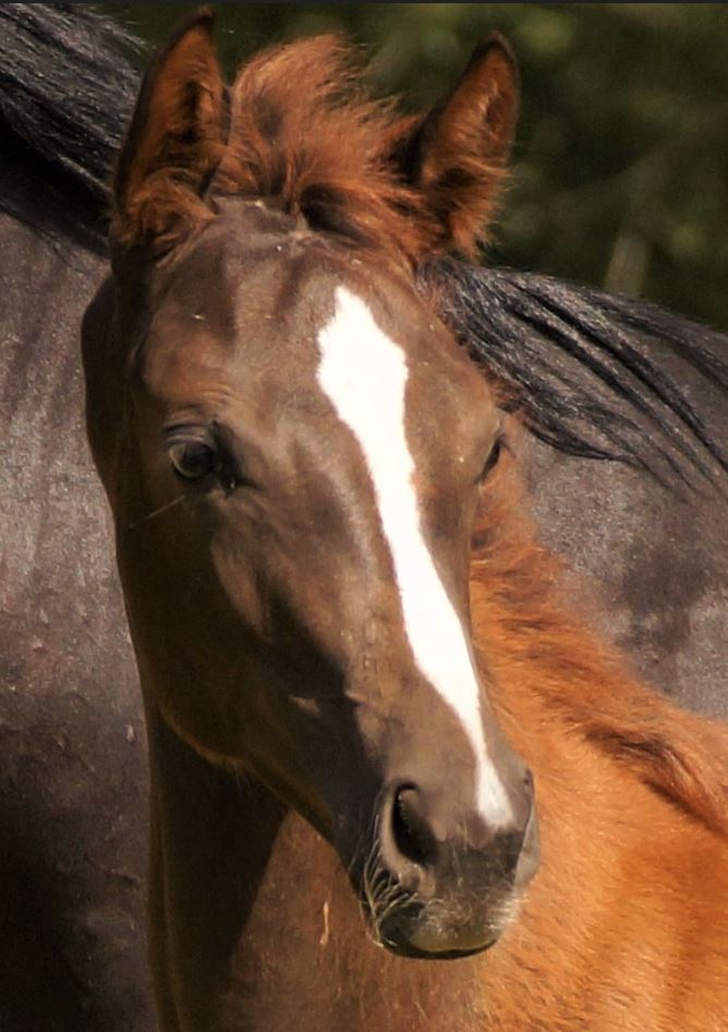 This image for Image Layouts addon